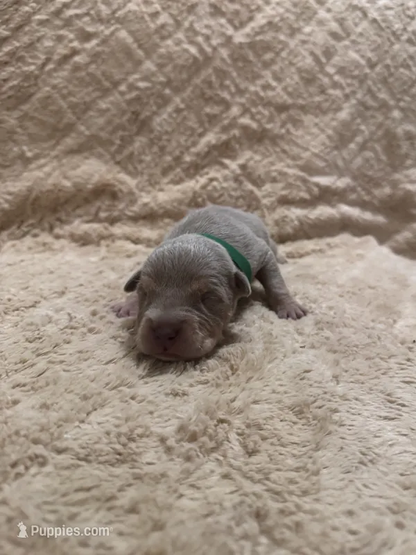 Green male – American Bully puppy for sale in Ocala, FL