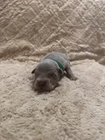 Green male, a male American Bully for sale in Ocala, FL – 1 of 9