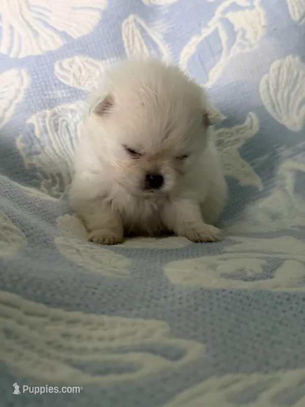 Grey collar male – Pomeranian puppy for sale in Ocala, FL