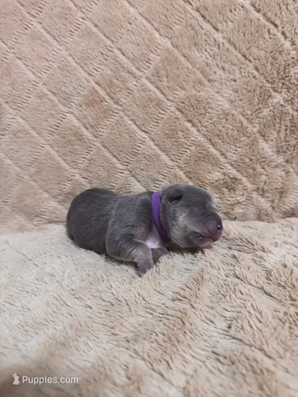 Purple female – American Bully puppy for sale in Ocala, FL