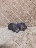 Purple female, a female American Bully for sale in Ocala, FL – 1 of 7