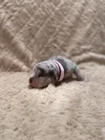 Pink female, a female American Bully for sale in Ocala, FL – 2 of 9