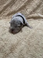 Black male, a male American Bully for sale in Ocala, FL – 3 of 9