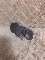 Purple female, a female American Bully for sale in Ocala, FL – 7 of 7