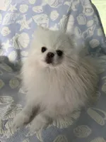 Brown collar female, a female Pomeranian for sale in Ocala, FL – 5 of 6
