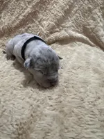 Black male, a male American Bully for sale in Ocala, FL – 2 of 9
