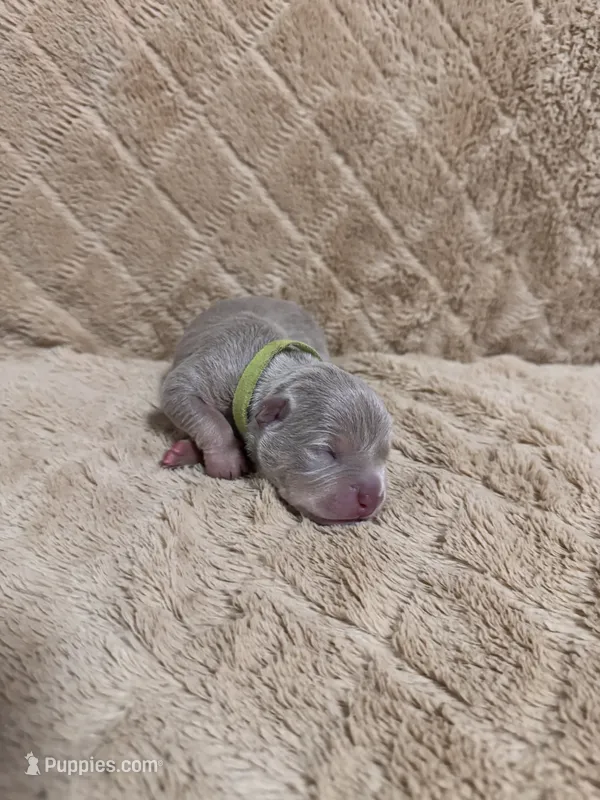 Green male – American Bully puppy for sale in Ocala, FL