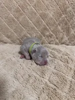 Green male, a male American Bully for sale in Ocala, FL – 1 of 10