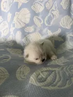 White collar female , a female Pomeranian for sale in Ocala, FL – 5 of 6