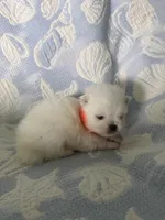 Orange collar male, a male Pomeranian for sale in Ocala, FL – 4 of 6