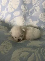 Brown collar female, a female Pomeranian for sale in Ocala, FL – 4 of 6