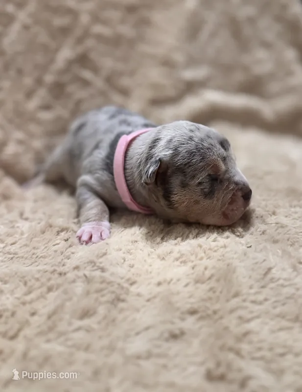 Pink female – American Bully puppy for sale in Ocala, FL