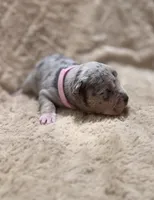 Pink female, a female American Bully for sale in Ocala, FL – 1 of 9
