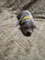 Yellow female, a female American Bully for sale in Ocala, FL – 3 of 10