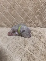 Green male, a male American Bully for sale in Ocala, FL – 3 of 10