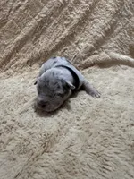 Black male, a male American Bully for sale in Ocala, FL – 5 of 9