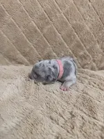 Pink female, a female American Bully for sale in Ocala, FL – 2 of 10