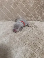 Red female, a female American Bully for sale in Ocala, FL – 9 of 10