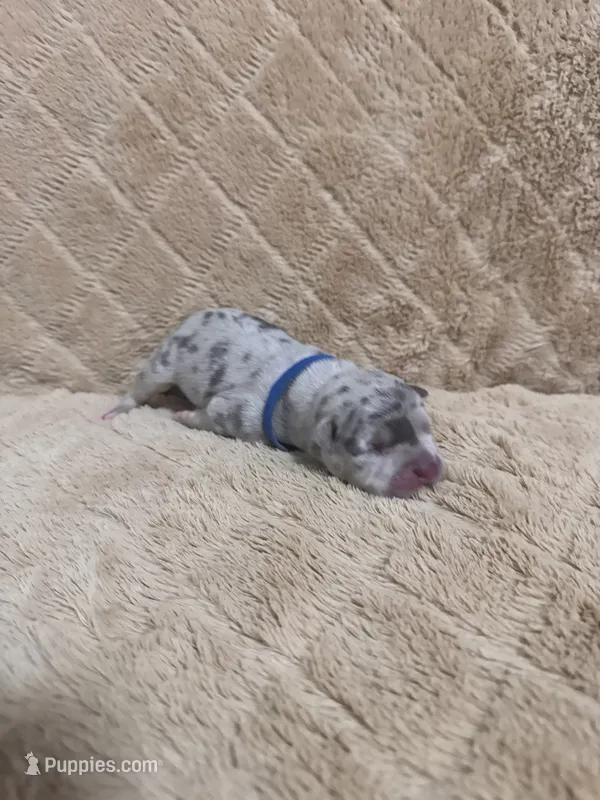 Blue male – American Bully puppy for sale in Ocala, FL