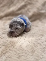 Blue male, a female American Bully for sale in Ocala, FL – 3 of 10