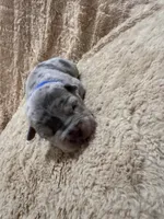 Blue male, a female American Bully for sale in Ocala, FL – 5 of 10