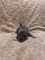Purple female, a female American Bully for sale in Ocala, FL – 4 of 8
