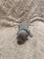 Green male, a male American Bully for sale in Ocala, FL – 5 of 9