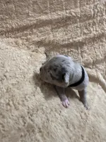 Black male, a male American Bully for sale in Ocala, FL – 4 of 9