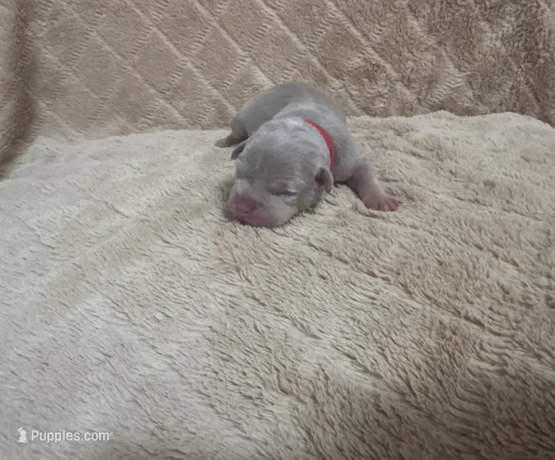 Red female – American Bully puppy for sale in Ocala, FL