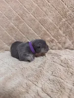 Purple female, a female American Bully for sale in Ocala, FL – 4 of 7