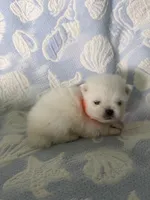 Orange collar male, a male Pomeranian for sale in Ocala, FL – 5 of 6