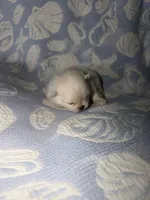 White collar female , a female Pomeranian for sale in Ocala, FL – 4 of 6