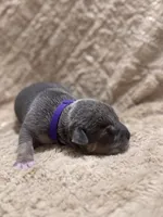 Purple female, a female American Bully for sale in Ocala, FL – 2 of 8