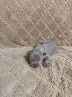 Green male, a male American Bully for sale in Ocala, FL – 4 of 10