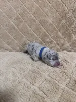 Blue male, a female American Bully for sale in Ocala, FL – 4 of 9