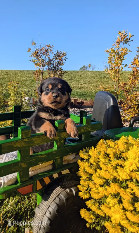 Tommy – Rottweiler puppy for sale in Honey Brook, PA