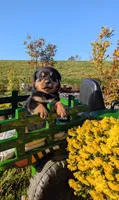 Tommy, a male Rottweiler for sale in Honey Brook, PA – 1 of 5