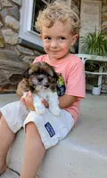 Cooper, a male Shih Tzu for sale in Honey Brook, PA – 1 of 4