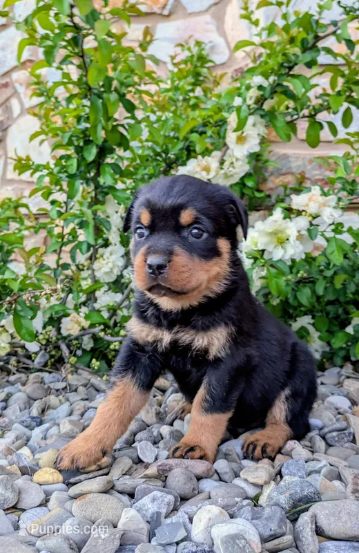 Teoscar – Rottweiler puppy for sale in Honey Brook, PA