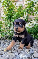 Teoscar, a male Rottweiler for sale in Honey Brook, PA – Photo 1 of 2