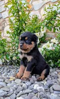 Teoscar, a male Rottweiler for sale in Honey Brook, PA – Photo 2 of 2