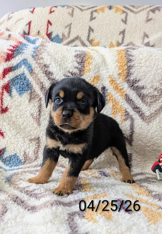 Teoscar – Rottweiler puppy for sale in Honey Brook, PA