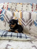 Ranee , a female Rottweiler for sale in Honey Brook, PA – Photo 2 of 4