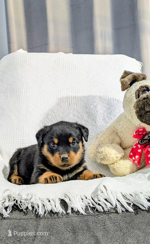 Ranee  – Rottweiler puppy for sale in Honey Brook, PA