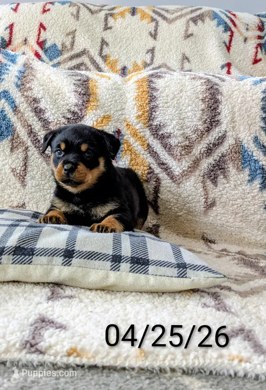 Ranee  – Rottweiler puppy for sale in Honey Brook, PA