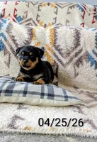Ranee , a female Rottweiler for sale in Honey Brook, PA – Photo 1 of 4