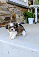 Max, a male Shih Tzu for sale in Honey Brook, PA – 2 of 4