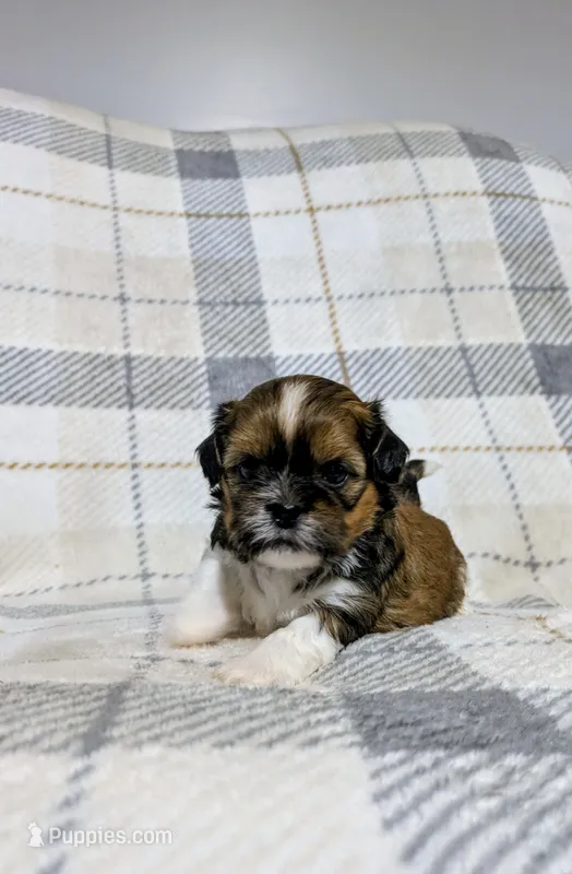 Cooper – Shih Tzu puppy for sale in Honey Brook, PA