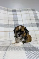 Cooper, a male Shih Tzu for sale in Honey Brook, PA – 1 of 2
