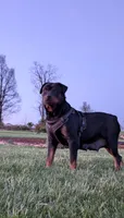 Rachelle , a female Rottweiler for sale in Honey Brook, PA – 5 of 5